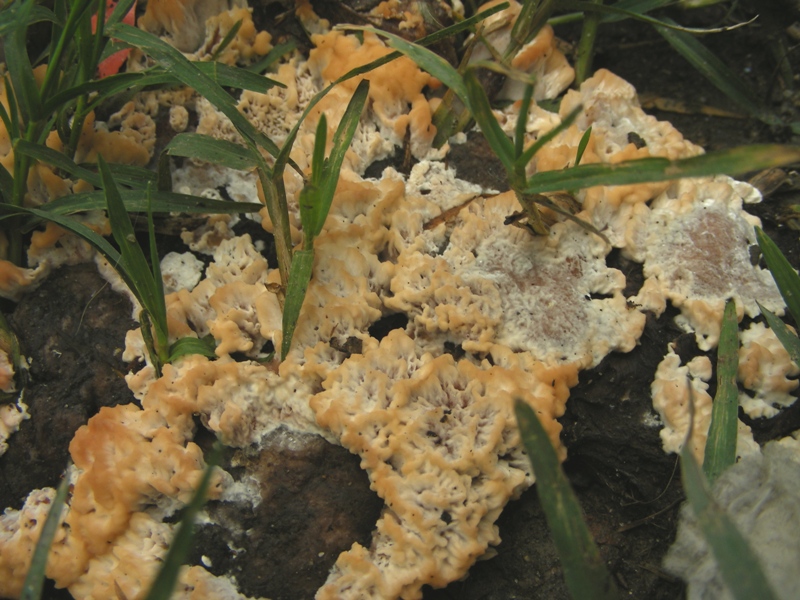 Aphyllophorales molto bello (Abortiporus biennis)